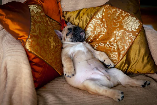 French bulldog puppy sleeps sweetly.
