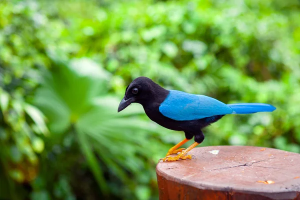 Cyanocorax Yucatanicus Uma Espécie Ave Família Corvidae — Fotografia de Stock