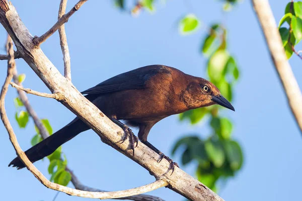 Grackle Cauda Grande Grackle Mexicano Quiscalus Mexicanus Uma Ave Passeriforme Fotografia De Stock