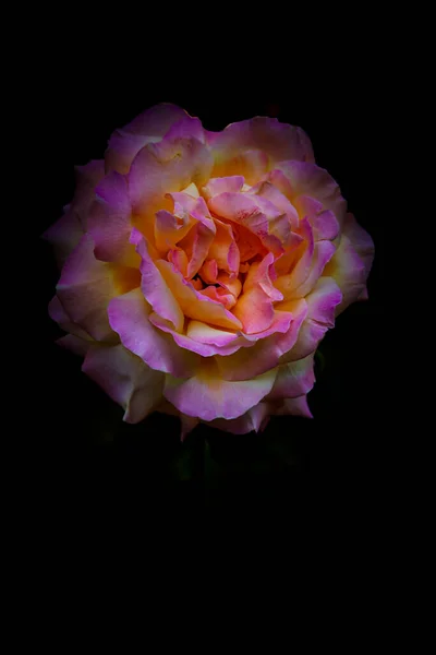 Rosa Rose Auf Schwarzem Hintergrund Mit Hintergrundbeleuchtung — Stockfoto