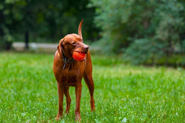 Vizsla Ένα Παιχνίδι Μπάλα Παίζει Στο Λιβάδι — Φωτογραφία Αρχείου