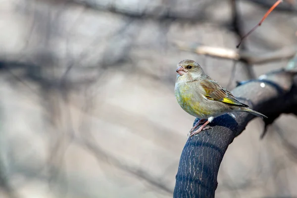 Zimorodek Europejski Chloris Chloris Mały Ptak Rodziny Ziębowatych Fringillidae — Zdjęcie stockowe