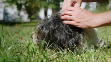 Bir köpeğin derisine zararlılardan korunmak için, pire ve kene.