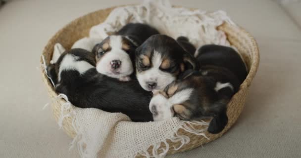 Muchos cachorros de beagle están en la cesta. La cesta está en el sofá de la casa. — Vídeos de Stock