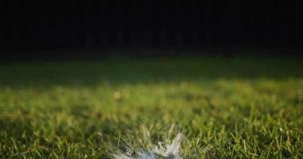 The automatic irrigation nozzle rises from the ground. A stream of water under pressure irrigates the green lawn — Stock Video