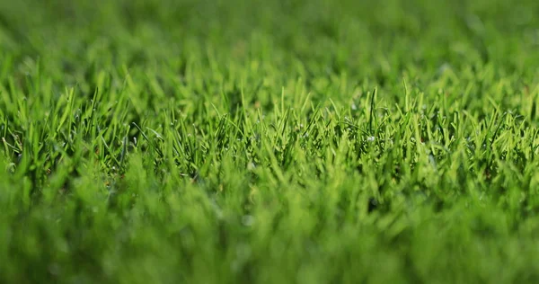 Weelderig groen gras verlicht door de zon. Perfect gazon. — Stockfoto