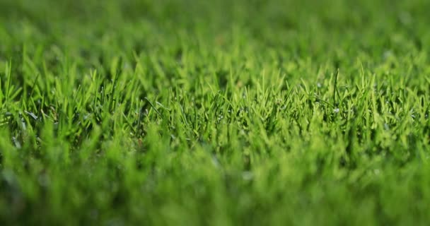 太陽に照らされた緑豊かな芝生。完璧な芝生、スライダー4kショット — ストック動画