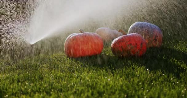 Три тыквы лежат на газоне, их поливает водой автоматическая система орошения. Свежесть и чистота осени — стоковое видео