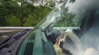 Kovboy şapkalı bir köpek, sürücünün yanında gidiyor.