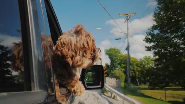 Il cane riccio marrone guarda fuori dal finestrino dell'auto. Animale domestico in viaggio — Video Stock