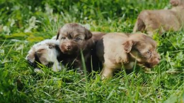 Küçük şirin köpekler uzun otların üzerinde yürüyorlar