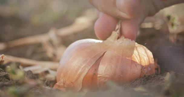 Рука чоловіка витягує велику цибулину з землі — стокове відео
