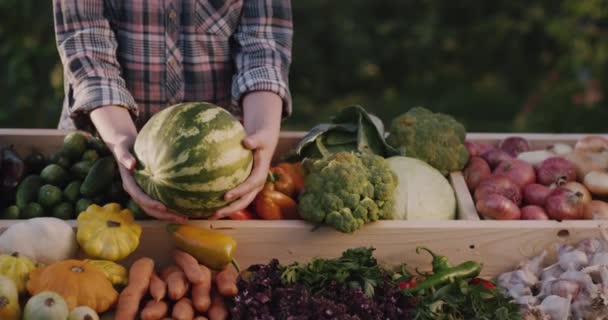 Een boer houdt een watermeloen boven een toonbank met groenten en fruit — Stockvideo