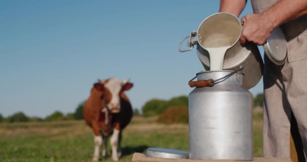 Farmer milkman pours fresh milk into a can, in the background there is a cow — Stock Video