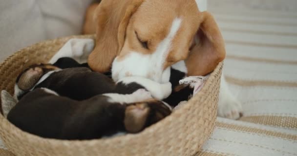 Ένα θηλυκό beagle γλείφει απαλά τα κουτάβια της, τα οποία βρίσκονται σε ένα καλάθι στον καναπέ. — Αρχείο Βίντεο