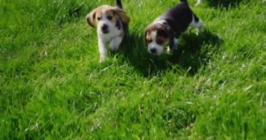 Bir kaç küçük köpek yavrusu yeşil çimlerde koşuyor.