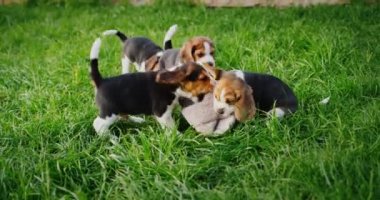 Birkaç yaramaz köpek yavrusu çimenlikte terliklerini kemirir, terlik için kavga eder, birbirlerinden koparır.