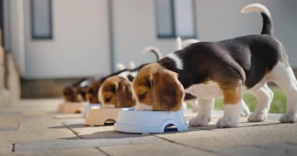 Several beagle puppies eat food from bowls near their house with appetite — Stock Video