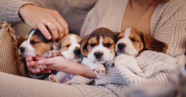 Sıcak süveter giyen genç bir çiftin elleri. Birkaç köpek yavrusuyla oyna. Sıcaklık ve ev sıcaklığı kavramı
