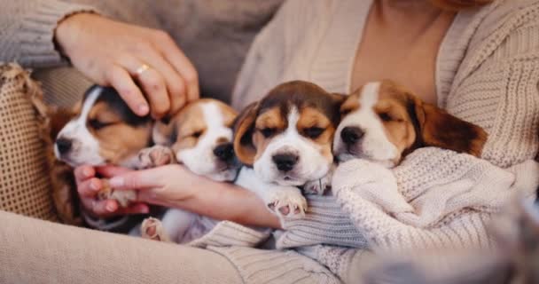 Hände eines jungen Paares in warmen Pullovern. Spielen Sie mit mehreren Beagle-Welpen. Konzept für Gemütlichkeit und Wärme zu Hause — Stockvideo