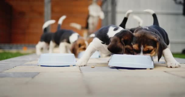 Шість маленьких бігль цуценят їдять їжу з мисок, на задньому плані в авіації їх мати собака — стокове відео
