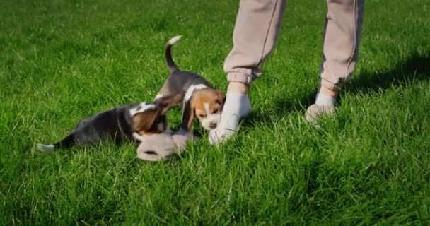 ลูกสุนัขที่ใช้งานเล่นกับเจ้าของ กัดรองเท้าแตะของเธอเล่นด้วยกันบนสนามหญ้าใกล้บ้าน — วีดีโอสต็อก