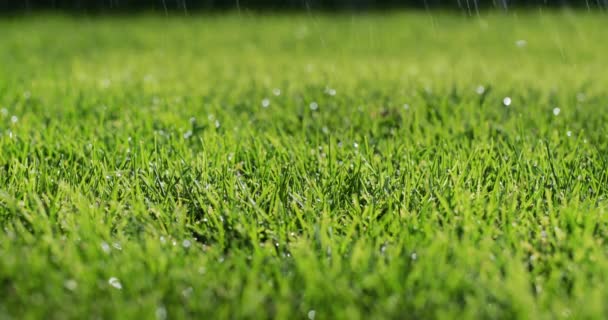 Las gotas de lluvia caen sobre un césped verde limpio. Disparo estático — Vídeos de Stock