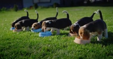 Bir grup köpek yavrusu kişisel kaselerden yemek yiyor. Evin yakınında bakımlı yeşil bir çimenlikte.