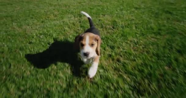 Un divertido cachorro de beagle pura sangre corre sobre la hierba verde. Seguimiento de vídeo en cámara lenta — Vídeo de stock