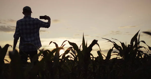 Het silhouet van een boer, staand in een maïsveld, maakt foto 's met een smartphone — Stockfoto