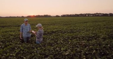 Üst görünüm: Çiftçiler gün batımında tarlada çalışıyorlar, tartışıyorlar, tablet kullanıyorlar