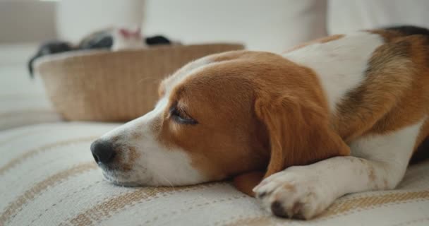 Πλάγια άποψη: Ένα θηλυκό beagle βρίσκεται δίπλα σε ένα καλάθι με κουτάβια. — Αρχείο Βίντεο