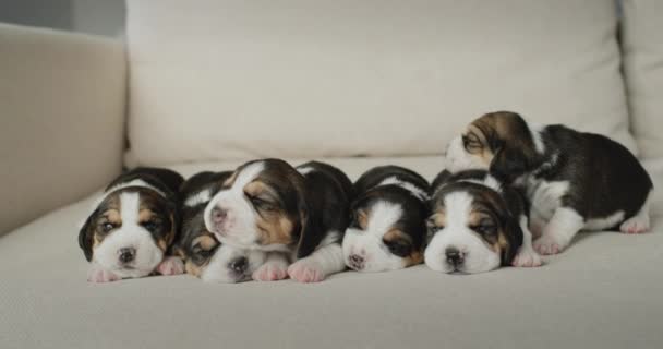 Vários cachorros beagle recém-nascidos jazem no sofá — Vídeo de Stock