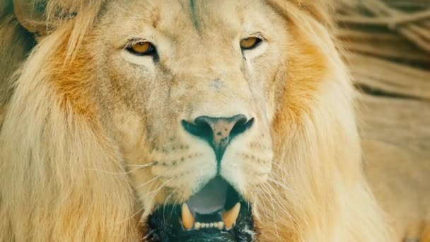 Огромный лев сладко зевает огромный рот — стоковое видео