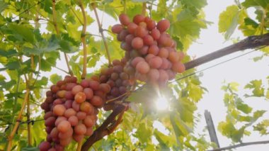 Güneş asmanın üzümlerini aydınlatıyor.