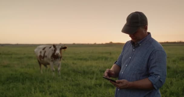 Een boer van middelbare leeftijd werkt in een weiland, gebruikt een tablet. koeien grazen in de verte — Stockvideo