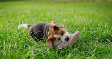 Komik bir köpek yavrusu sahiplerinin terliklerini kemiriyor. Evin arka bahçesindeki çimlerde onunla oynuyordum.