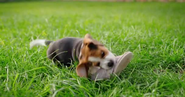 A funny beagle puppy gnaws on the owners slippers. Playing with him on the lawn in the backyard of the house — Stock Video