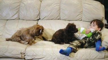 Komik neşeli çocuk köpeğine şişesinden çıkan sütle davranıyor. Hayvanlı komik videolar