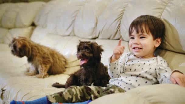 어린 강아지 두 마리와 함께, 감정적으로 TV 를 보고 있는 조심스럽고 귀여운 어린이 — 비디오
