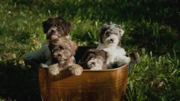 Měděný kbelík s roztomilými štěňátky stojí na zelené trávě — Stock video