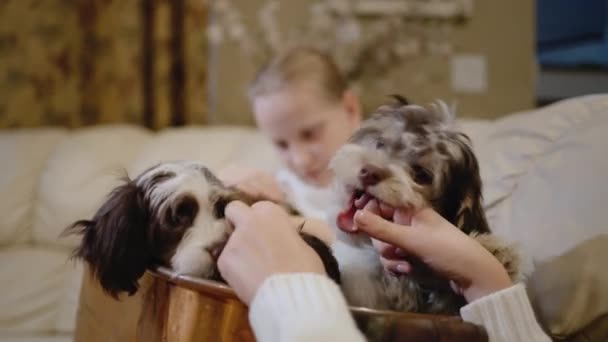Çocuklu bir kadın oturma odasında komik küçük köpek yavrularıyla oynuyor. — Stok video