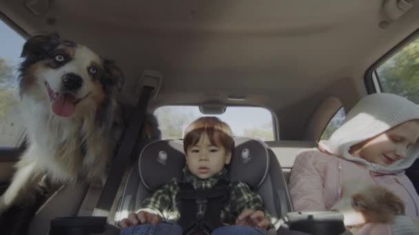 Duas crianças, um cachorro e um cachorro no banco de trás de um carro. Uma viagem divertida com crianças e animais de estimação — Vídeo de Stock