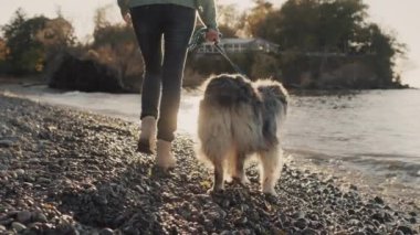 Bir kadın, bir köpekle gölün kıyısında yürür, deniz kenarına doğru yürür. Güneş, dalgaları ve suyu aydınlatır.