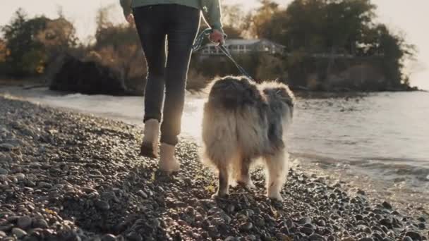 Женщина гуляет с собакой на берегу озера, прогуливаясь по краю воды. Солнце освещает волны и брызги воды — стоковое видео