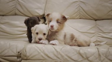 Komik köpek yavruları kanepede oynuyor. İki küçük köpek yavrusu yaşlı bir köpekle oynamak istiyor.