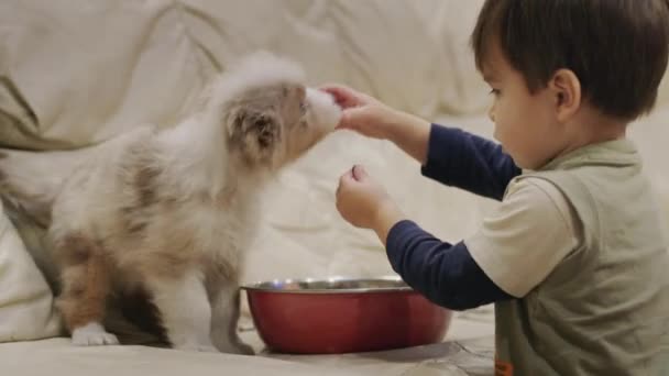 Divertido niño de dos años alimentando a un cachorro — Vídeo de stock