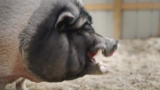 A huge gray boar eats an apple in a barn — Stock Video