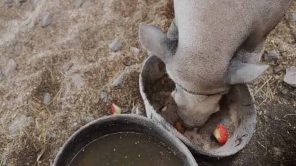 Bovenaanzicht: Een enorm grijs zwijn eet een appel in een schuur — Stockvideo