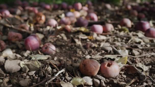 Romlott almák hevernek a földön az almafák alatt a gazdakertben. Hiányzó termékek és veszteségek — Stock videók